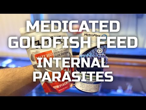 MEDICATED GOLDFISH FEED - Treat internal parasites w/ praziquantel, metronidazole, and Epsom Salt