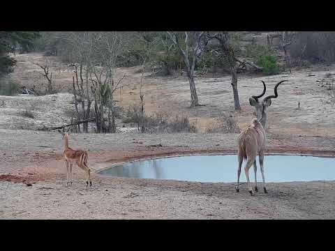 Djuma: Kudus and Impalas - 11/05/19