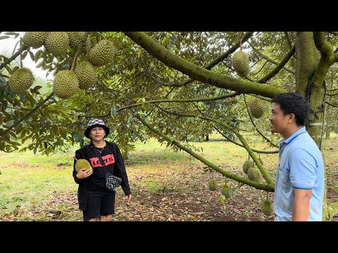 vườn sầu riêng chín cây • hái mê tay/long Khánh quê em-pp