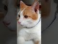 My Weird But Chill Orange Cat Trending Shorts Cats Orangecat