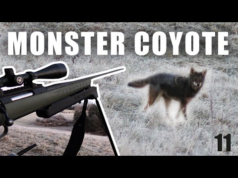 MONSTER COYOTE!! (Kentucky Coyote Hunting)