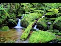 Moss Meditation - Relaxing Music - Bird Song Sounds - Lush Moss Imagery - Calm - Relax - Meditate