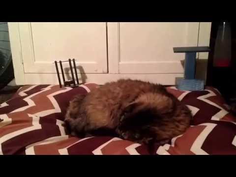 A cat hibernating