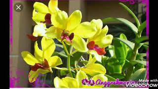 Download lagu Bowo nyidam sari mp3