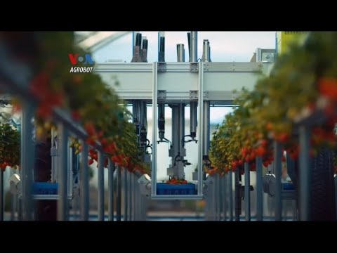 VOA - ROBOT OTOMATIS MEMANEN STROBERI SECARA PRESISI