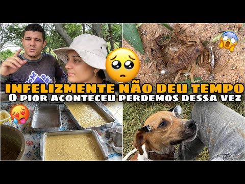 NÃO DEU TEMPO… O PIOR ACONTECEU NA ROÇA! NINGUÉM ESPERAVA ISSO! Não devia ter deixado lá