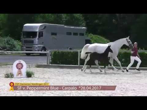 KN 60 Lady Peppermint Sf v. Peppermint Blue - Carpalo