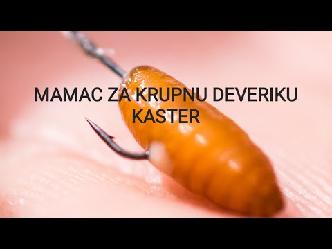Najbolji mamac za krupne deverike - Kaster  / how to make caster from maggots