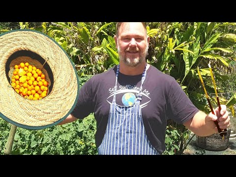 download lagu mp3 mp4 Cape Gooseberry, download lagu Cape Gooseberry gratis, unduh video klip Cape Gooseberry