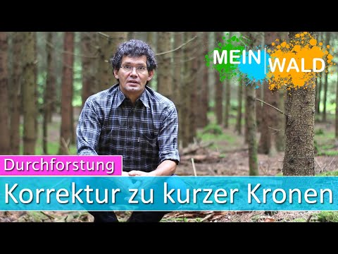Die Krone ist zu kurz - Was tun? - Durchforstung #3