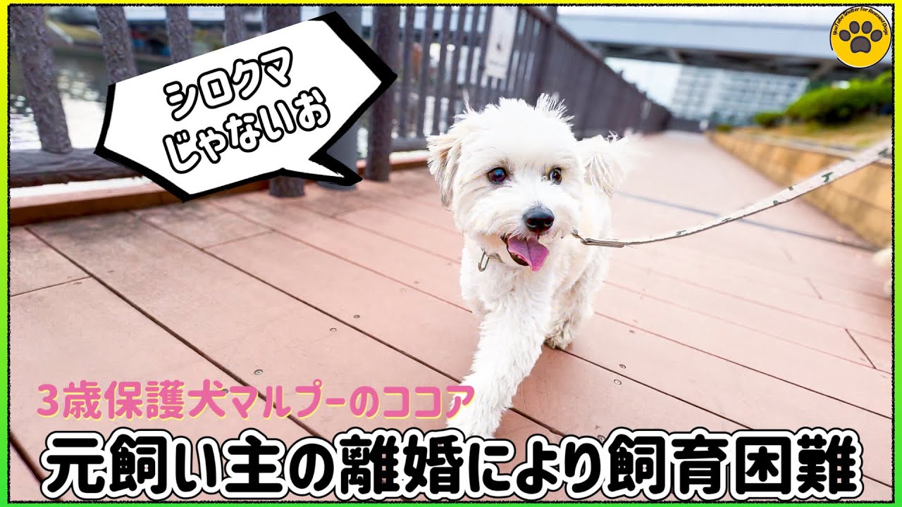 【人間大好き、犬大嫌い】 3歳保護犬ココアを紹介します！
