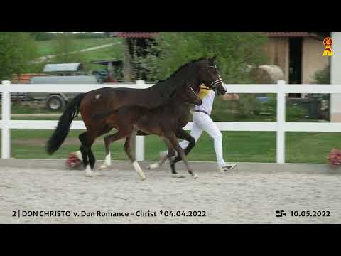 Lot 2: Hengstfohlen v. Don Romance x Christ