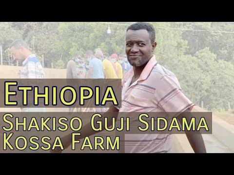 Ethiopia Coffee Farm Visits - Shakiso Guji Sidama