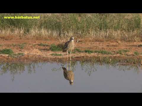 Alcaraván ( Burhinus oedicnemus ) Stone Curlew