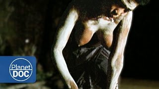 Zulu African Tribe. Polygamy