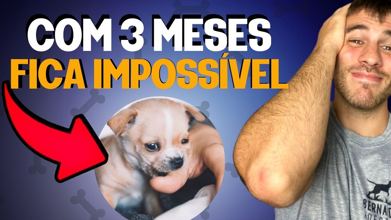 Essas São As 3 Fases De Vida Mais Difíceis Dos Cães