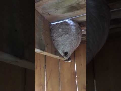 B.B.P.P. The Best Bug & Pest Protection Inc. video.