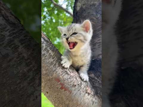 pa❣️pa 😺💤😺#cat #cute #funny #baby #new #catvideos #remix #trending #cutebaby #ytshorts #viral