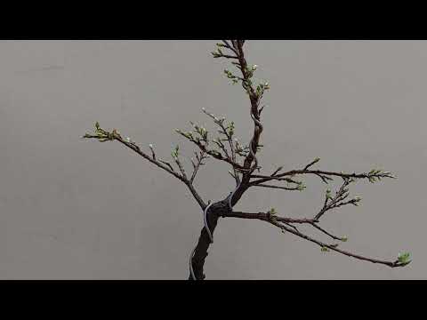 Mai vàng Miền Bắc - Tính thời điểm tuốt lá để cây mai nở hoa đúng tết.