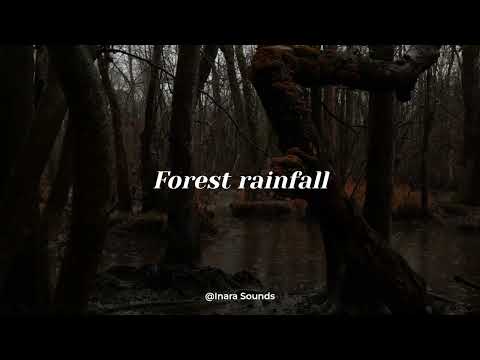 Forest Rainfall • 1 Hour of Rain Sounds in the Woods for Sleep, Focus & Calm