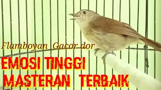 Download lagu FLAMBOYAN GACOR Ngebren Mbeset Rapat Ampuh tuk Pancing dan Masterin burung mp3 Download lagu FLAMBOYAN GACOR Ngebren Mbeset Rapat Ampuh tuk Pancing dan Masterin burung mp3