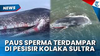 Penampakan Paus Sperma dengan Panjang 8 Meter Terdampar di Pesisir Kolaka Sulawesi Tenggara