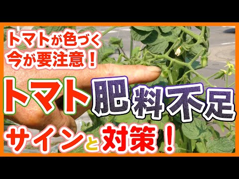 イラクサ肥料を適切に準備する 2022