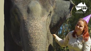 Happy Birthday to Wati the Elephant | Australia Zoo Life