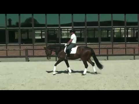 Verkaufspferd "Francis" v. Franziskus - Feiner Stern, *2016