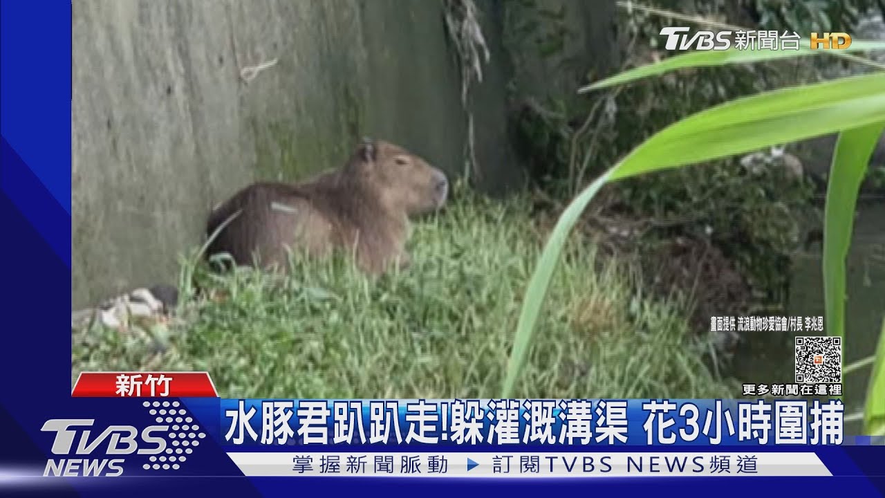水豚君趴趴走!躲灌溉溝渠 花3小時圍捕