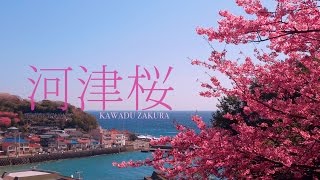 preview picture of video '河津桜 Kawazu Cherry Blossom 河津／伊豆 IZU JAPAN'