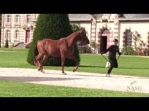 MACAN DES CEDRES