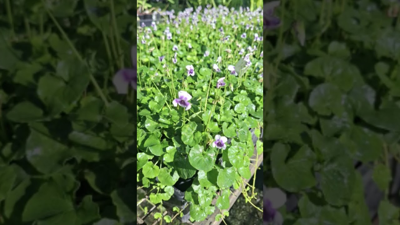 Australian Violet: The Plant That Mulches Itself ๐ โ Houston TX landscaping project by ML&D