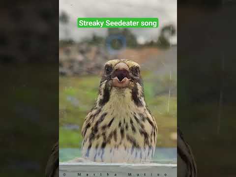 Kanárik pásikavý (Crithagra striolata) — starostlivosť, voliéra a kŕmenie