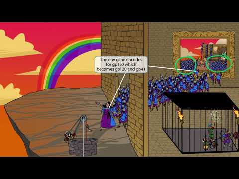 Human Immunodeficiency Virus for the USMLE Step 1