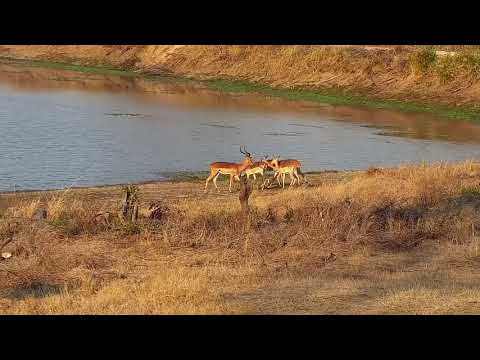 Djuma: Impalas, Hippo and Blacksmith Lapwings - 16:39 - 09/15/21