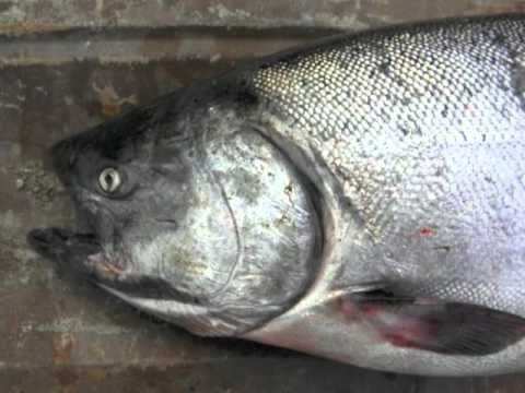 We Belong - Medicine Dream