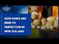 How Kiwis Are Bred To Perfection In New Zealand