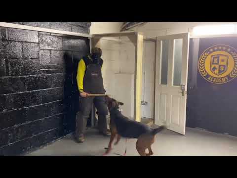 The Chinese red dog wonderful personal protection k9