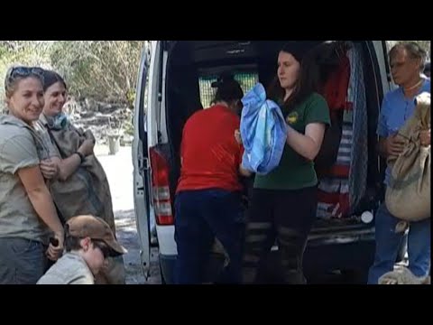 Video Thumbnail: Hunderte Tiere vor Buschfeuern aus Wildpark gerettet | AFP