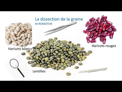 6ème Dissection d'une graine de haricot