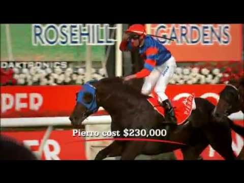 Australian Bred multiple G1 winner Pierro