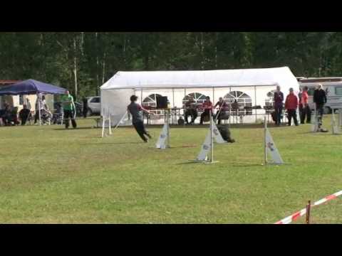 Bunte Hunde Wald Bea und Artus