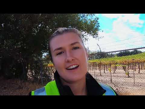 A Day-In-The-Life of a Winemaking Intern