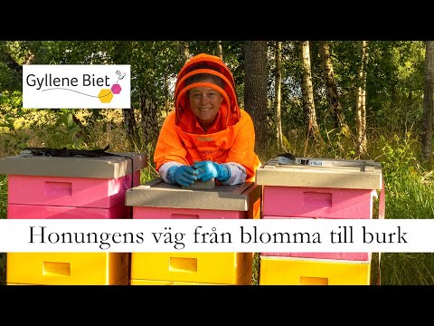 Gyllene Biet - från blomma till burk
