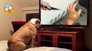 The Funniest Dog Reactions Ever | Funny Pets Videos Compilation