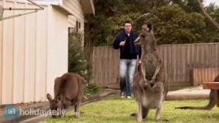 preview picture of video 'Melbourne Car Hire - Kangaroos in the campsite'