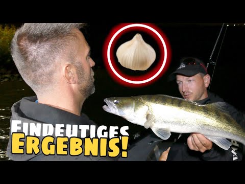 Angeln auf Zander mit Knoblauch. Wirklich besser?