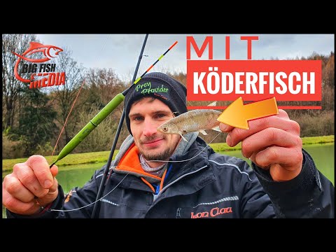 Raubfischangeln: 2 Montagen fürs Angeln mit Köderfisch - Gregor trifft den Profi | Mit GEWINNSPIEL