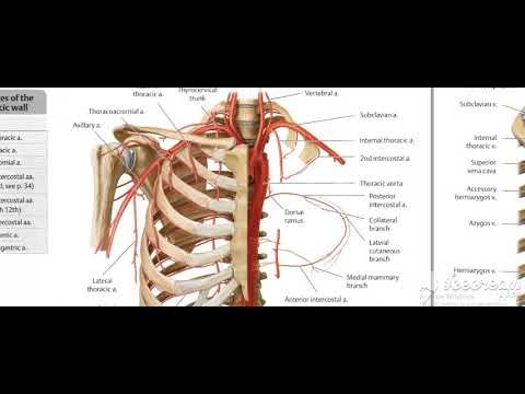 Thoracic cage